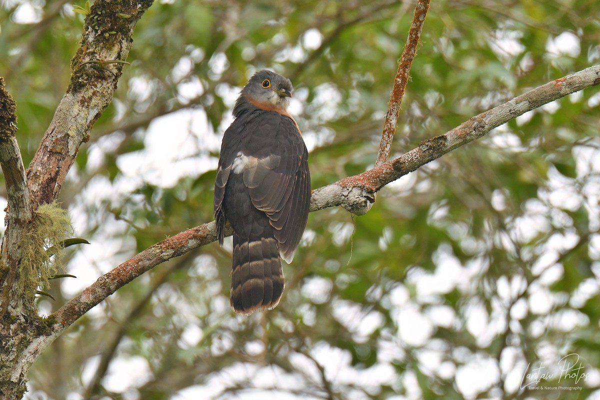 Philippine Hawk-Cuckoo - Allan Barredo