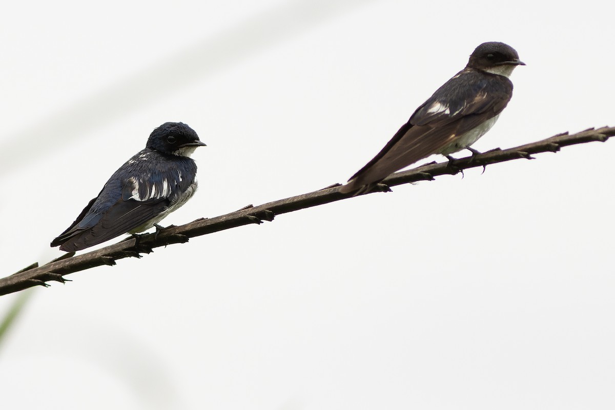 Pied-winged Swallow - ML562526331