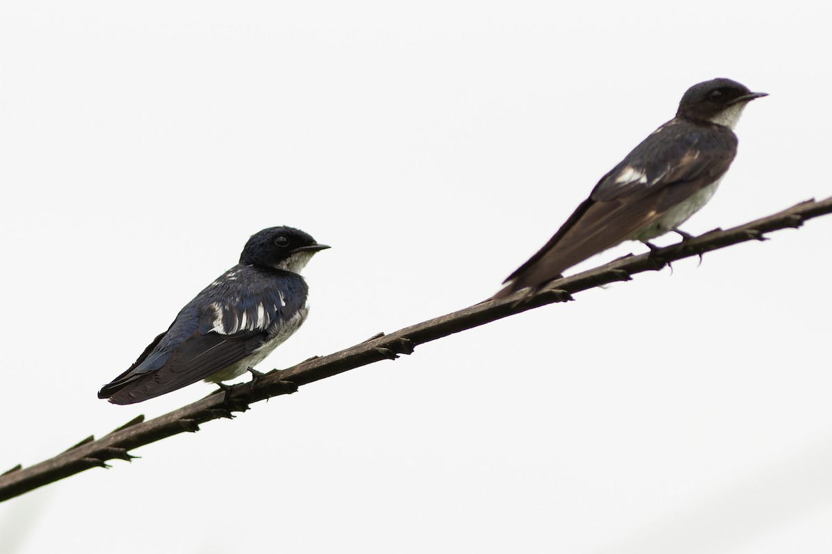 Pied-winged Swallow - ML562526341