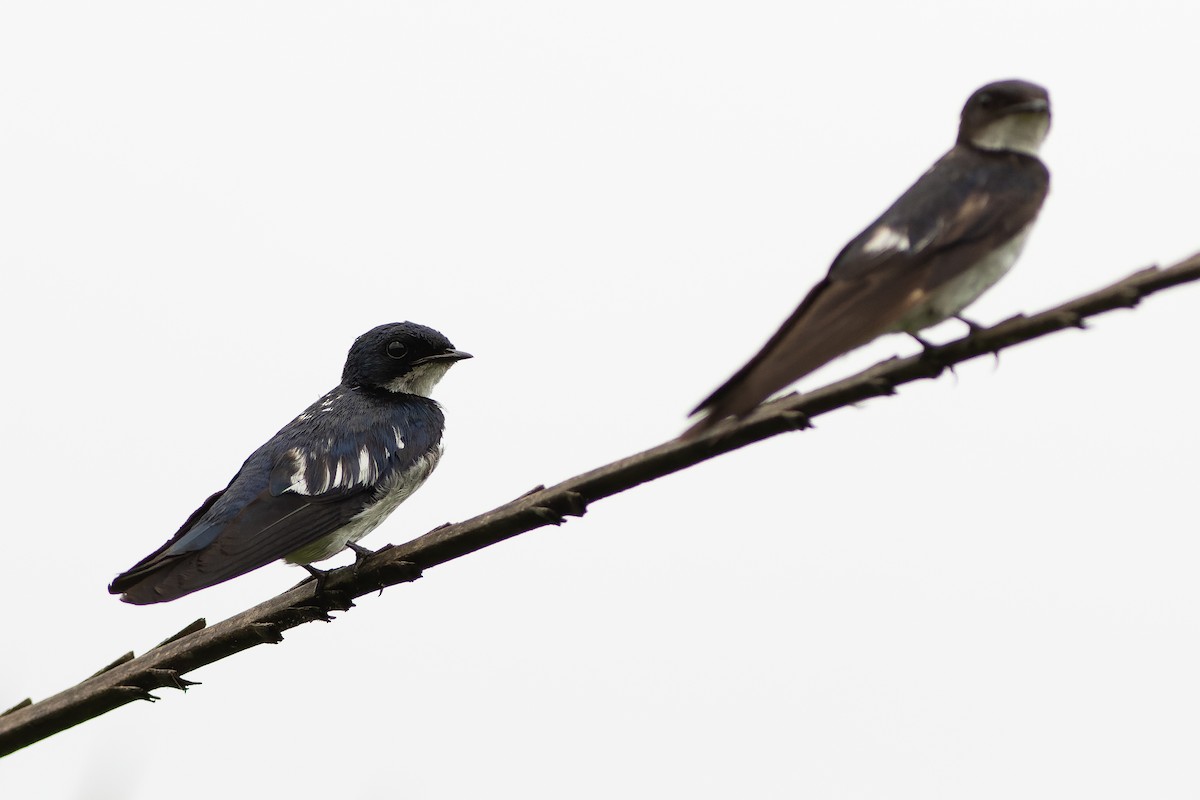 Pied-winged Swallow - Joachim Bertrands