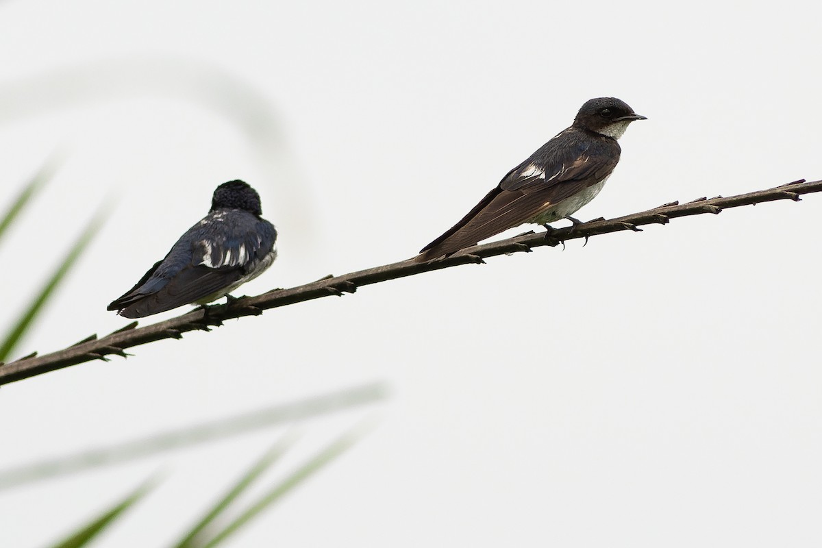 Pied-winged Swallow - ML562526361