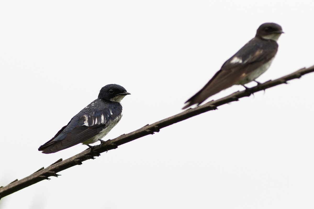 Pied-winged Swallow - ML562526371