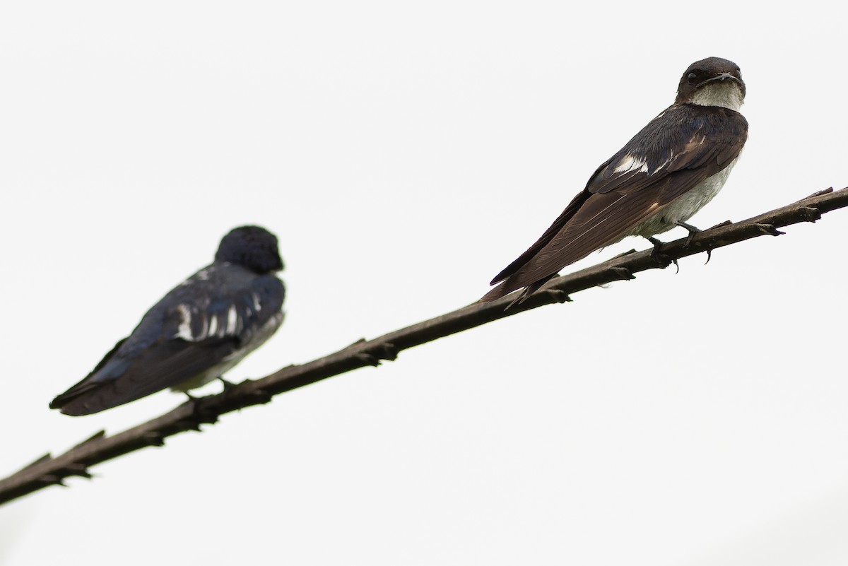 Pied-winged Swallow - Joachim Bertrands