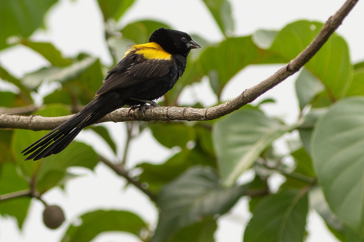 Yellow-mantled Widowbird - Joachim Bertrands