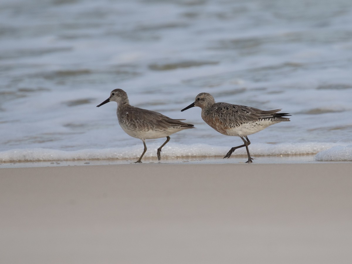 Red Knot - ML562527371
