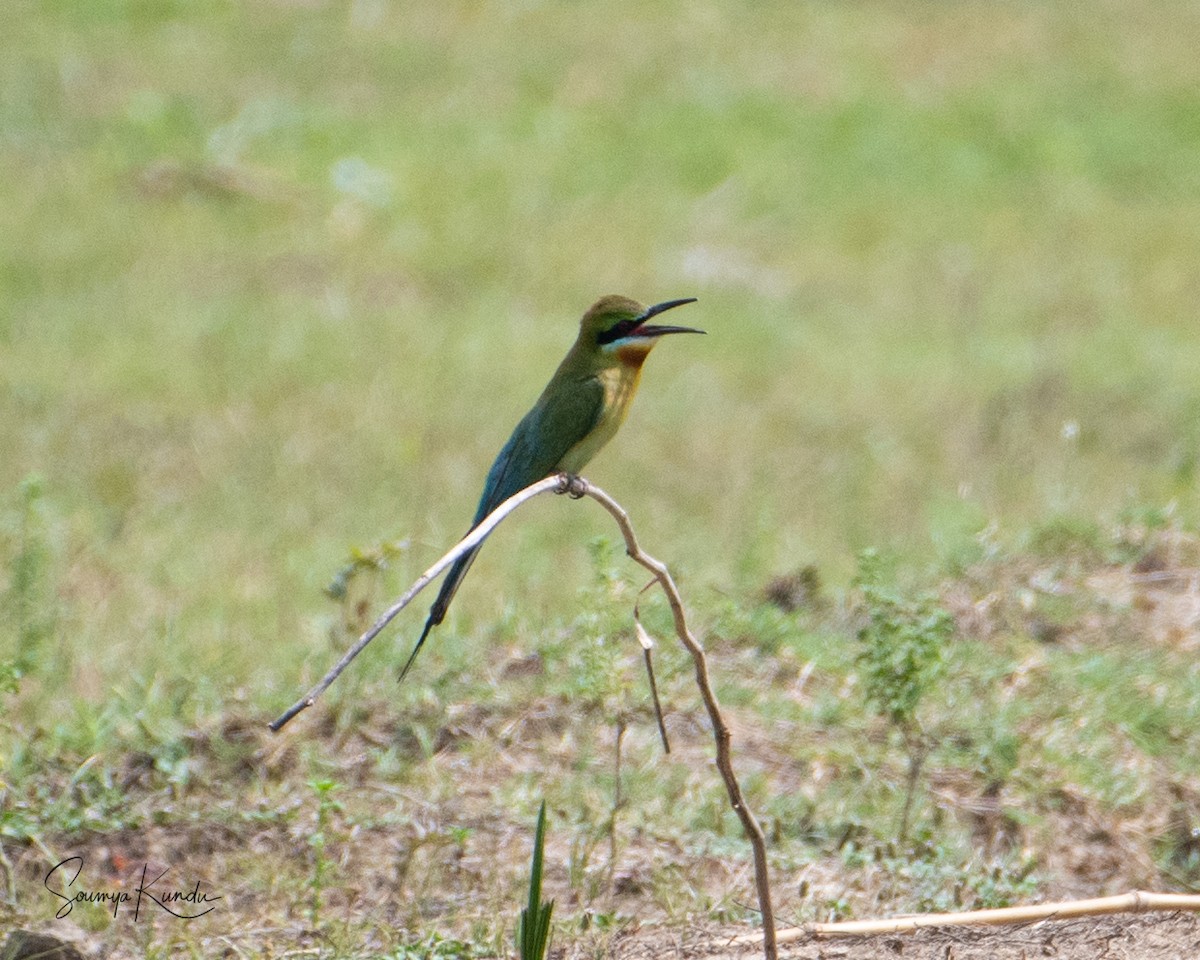 Blue-tailed Bee-eater - ML562529531