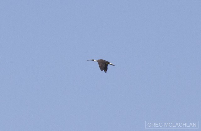 Straw-necked Ibis - Greg McLachlan