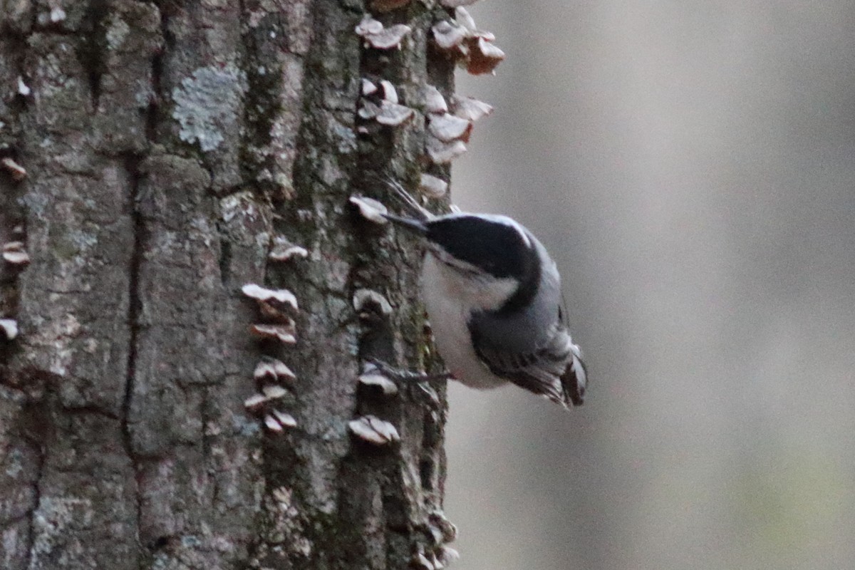 White-breasted Nuthatch - ML562532701