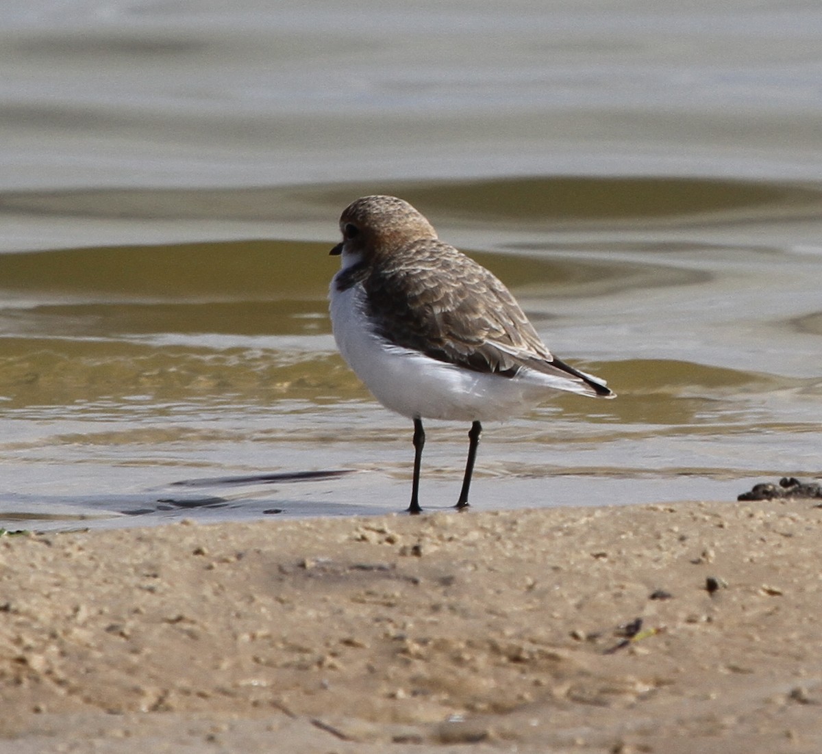Red-capped Plover - ML56253371