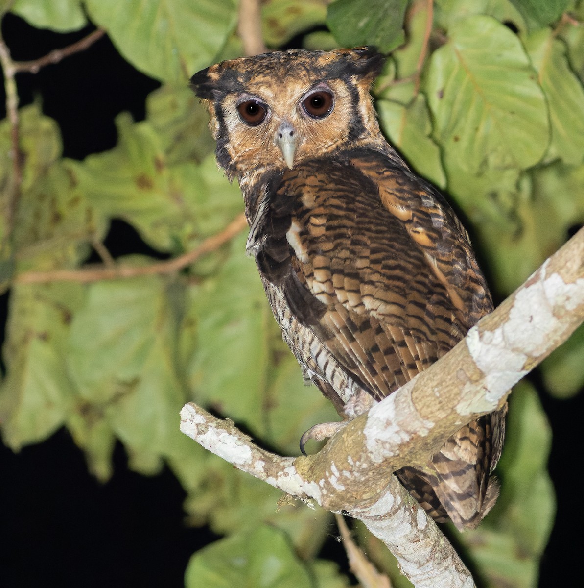 Fraser's Eagle-Owl (Western) - ML562533801
