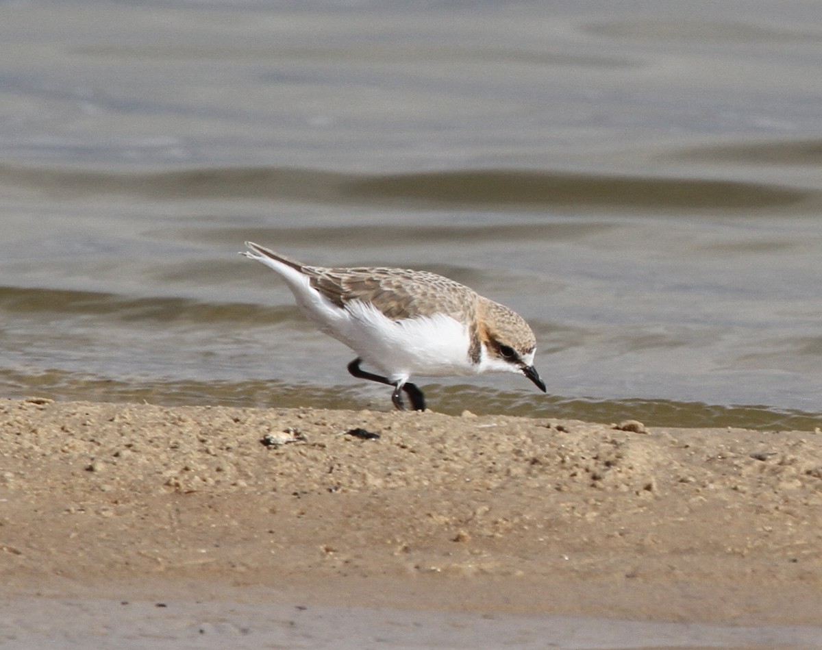 Red-capped Plover - ML56253381