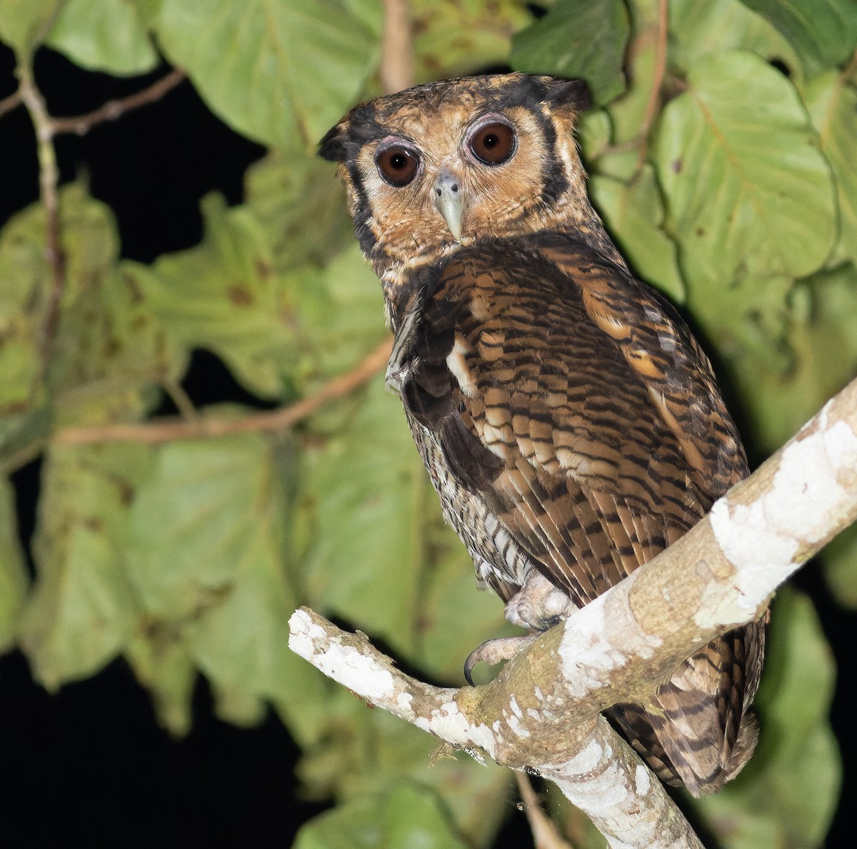 Fraser's Eagle-Owl (Western) - ML562533811