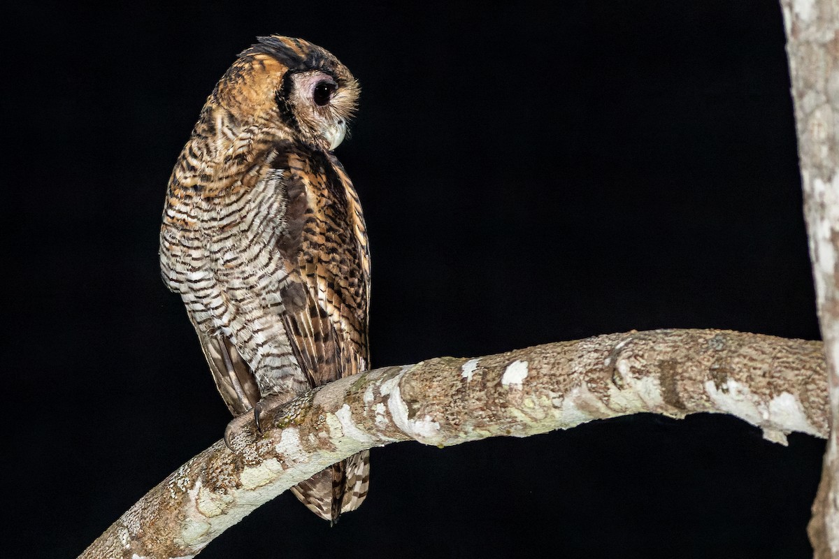 Fraser's Eagle-Owl (Western) - Joachim Bertrands