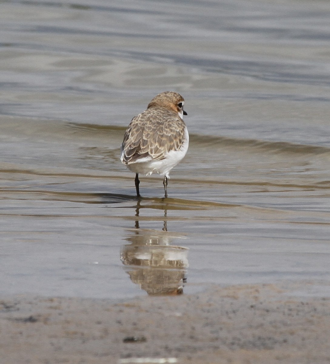 Red-capped Plover - ML56253391