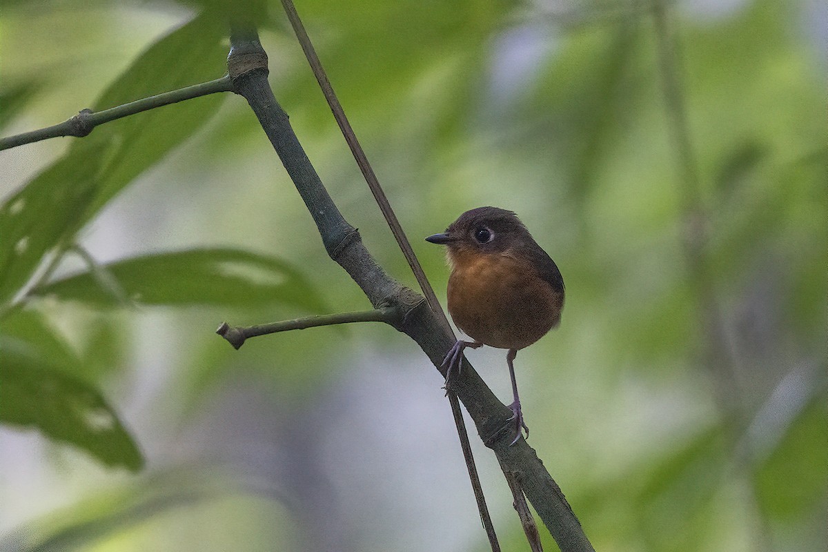 Rusty-breasted Antpitta (Rusty-breasted) - ML562533931