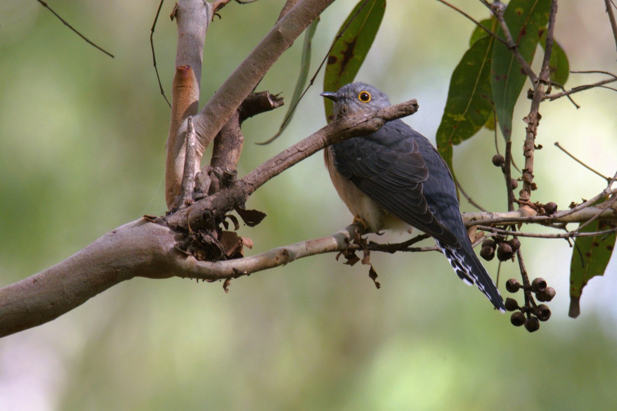 Fan-tailed Cuckoo - Chris Munson