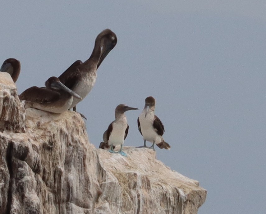 Blue-footed Booby - ML562537321