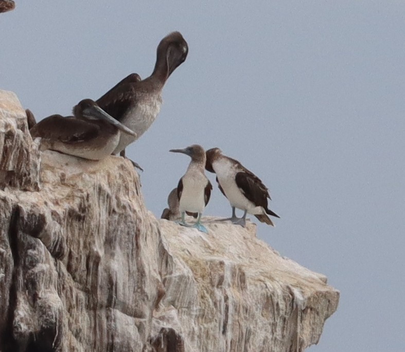 Blue-footed Booby - ML562537331