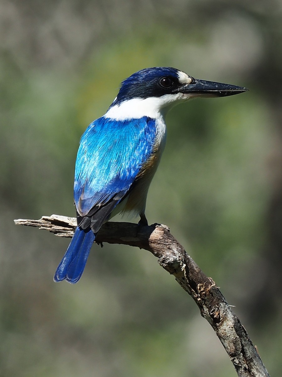 Forest Kingfisher - Len and Chris Ezzy