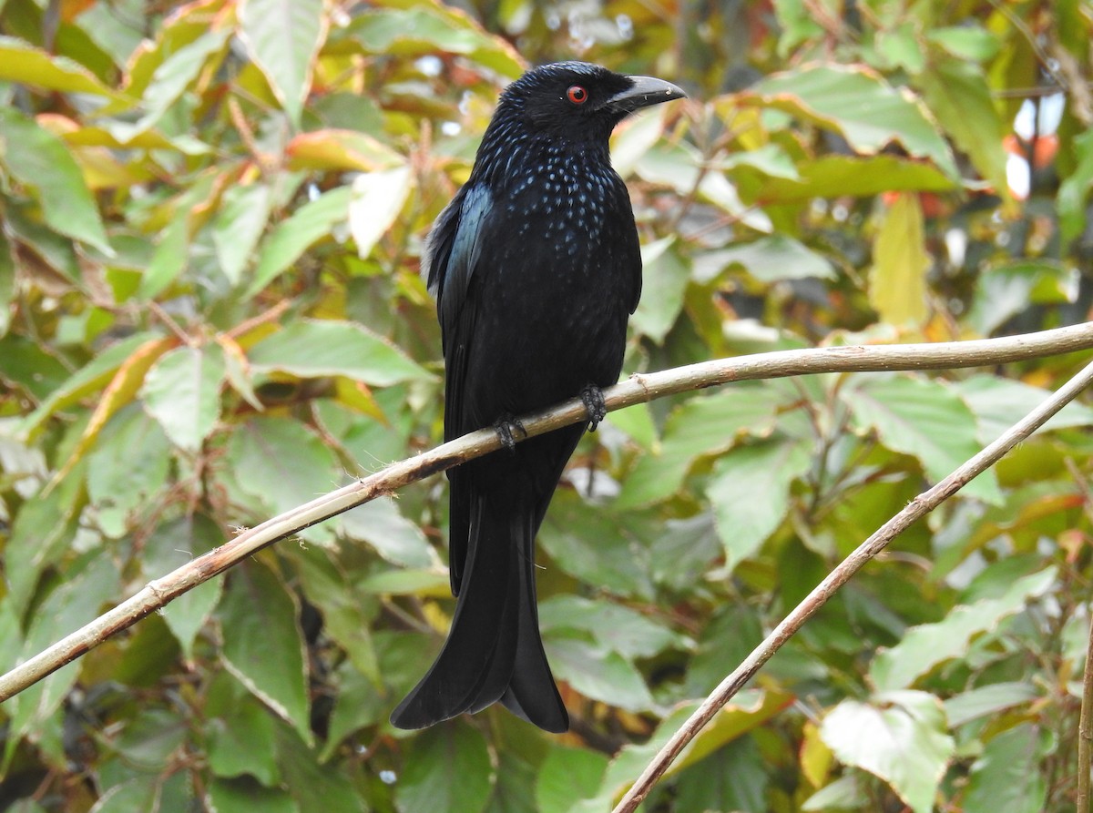 Spangled Drongo - Alistair and Carmen Drake