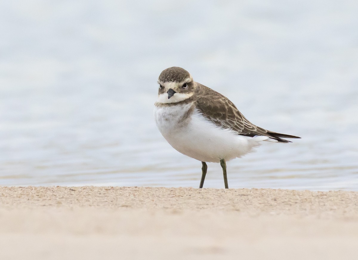 Double-banded Plover - ML562546991
