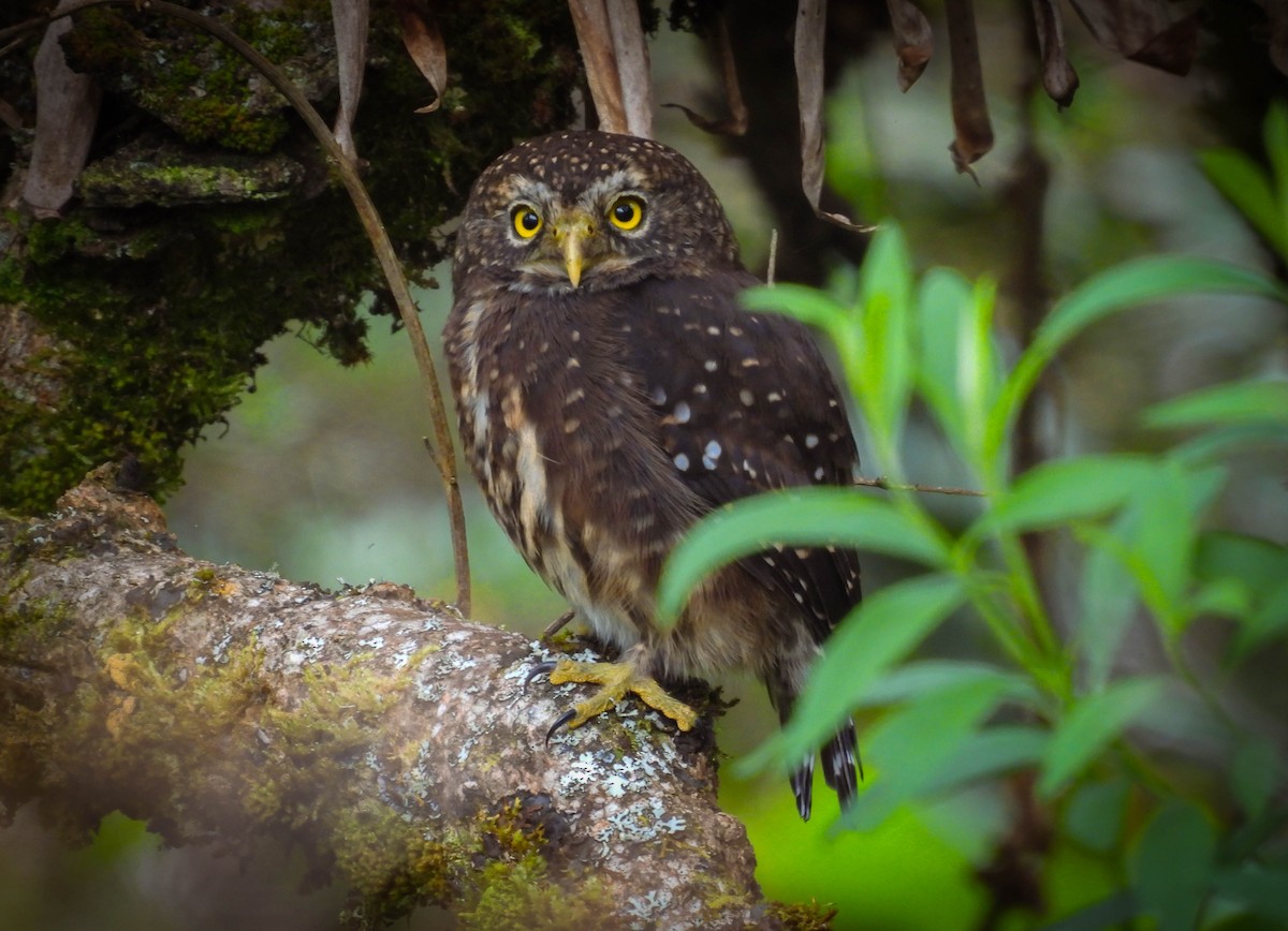 Yungas Pygmy-Owl - ML562547331