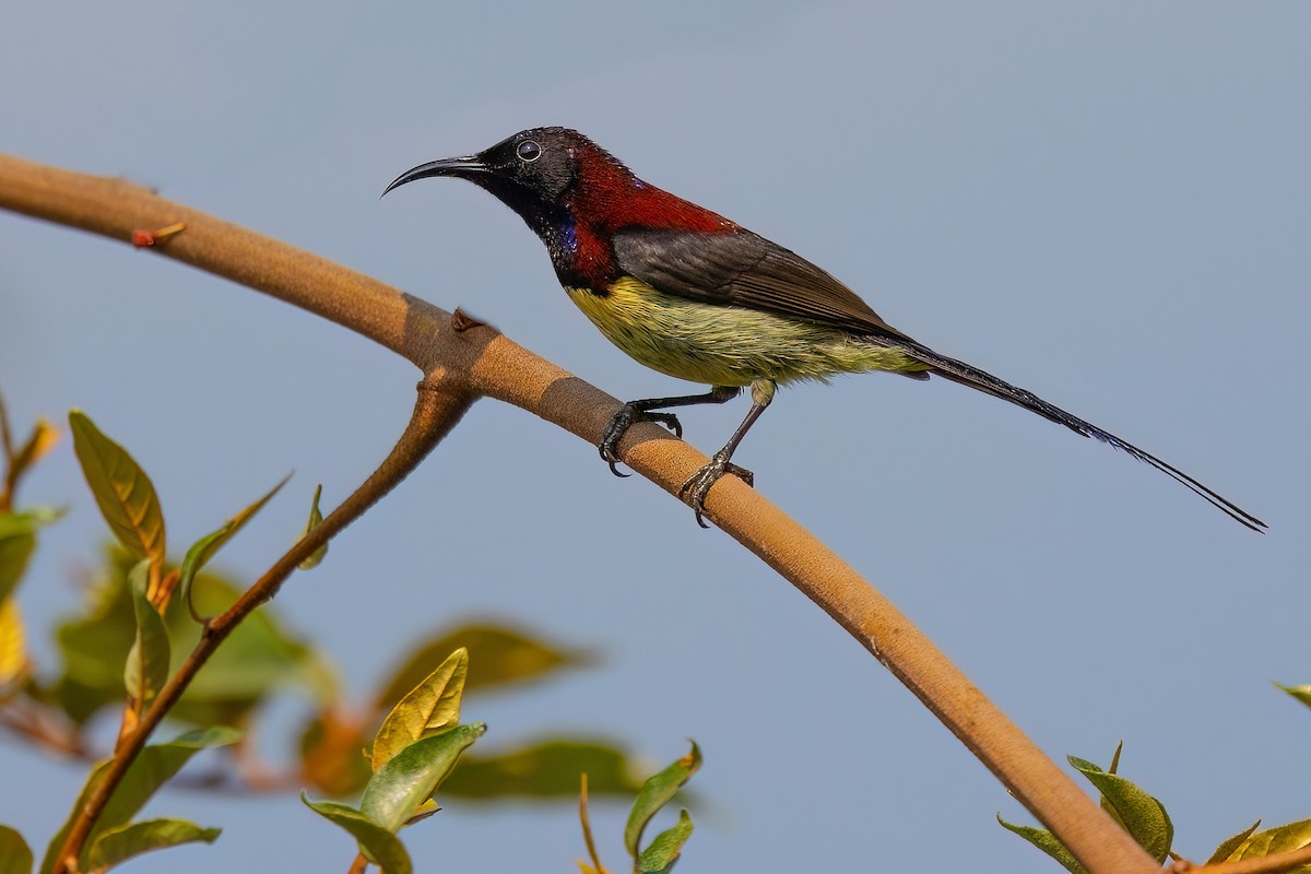 Black-throated Sunbird - Jaap Velden