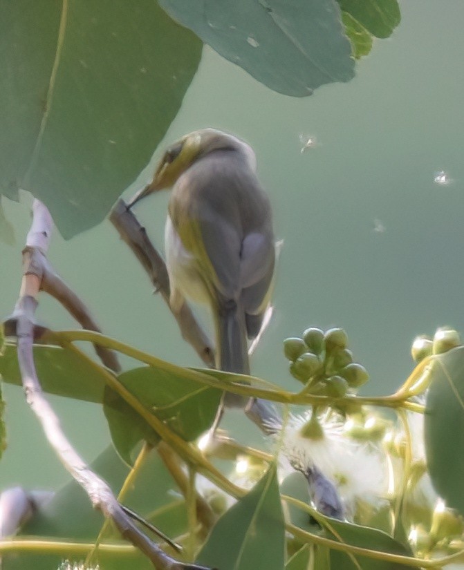 ML562551711 - Brown Honeyeater - Macaulay Library