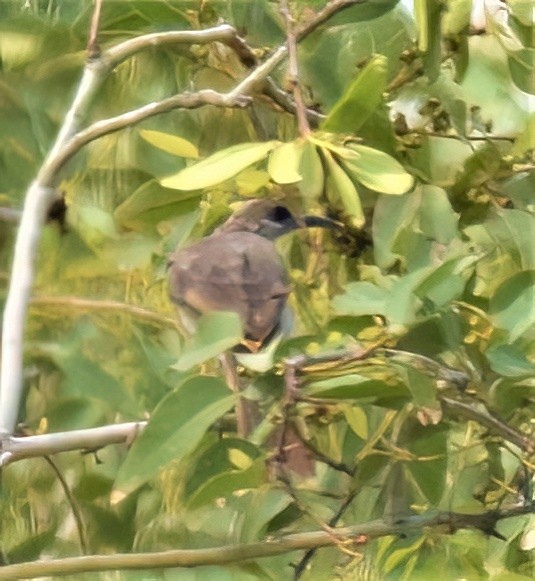 Timor Friarbird - ML562551791