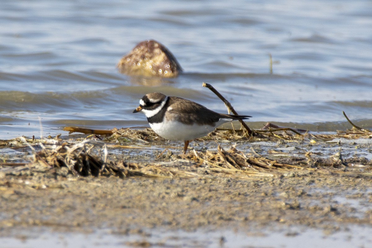 Common Ringed Plover - ML562555981