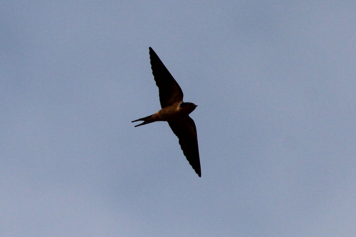 Barn Swallow (American) - Sequoia Wrens