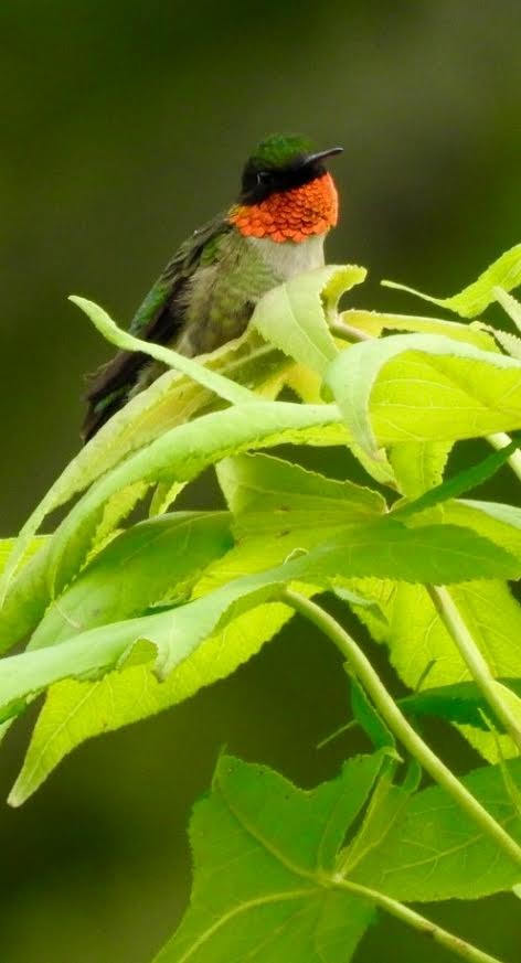 Ruby-throated Hummingbird - Jim Varner