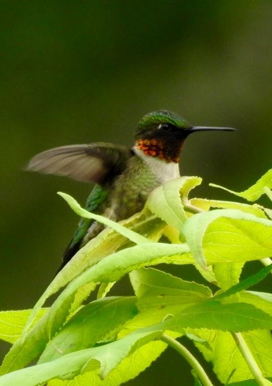 Ruby-throated Hummingbird - ML56255981