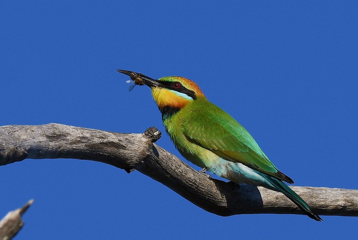 Rainbow Bee-eater - ML56255991