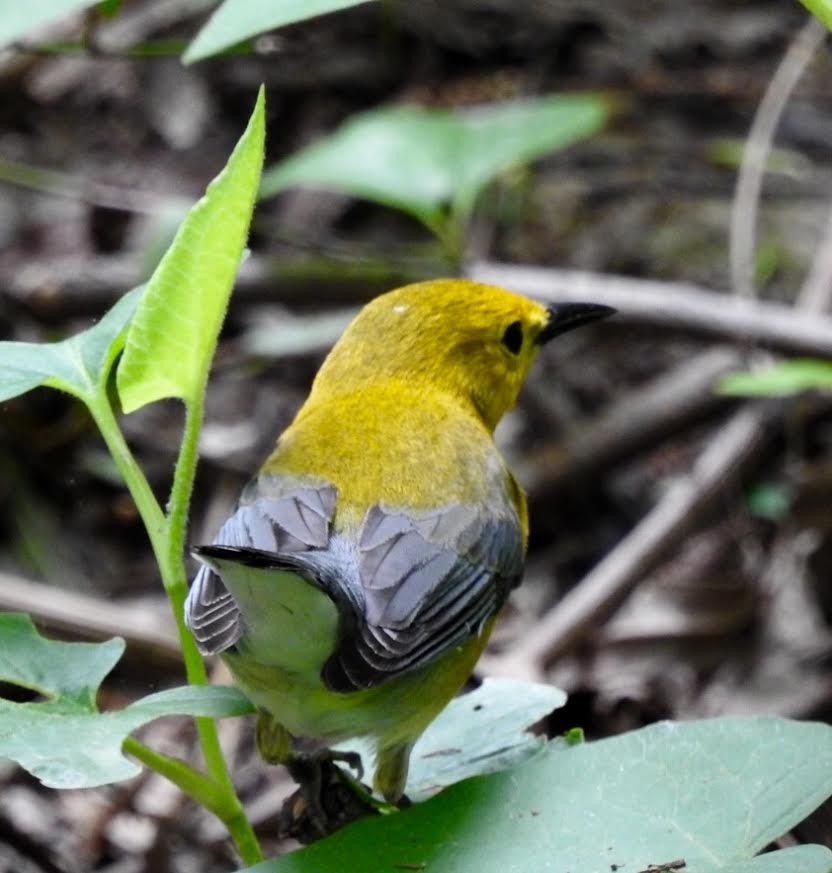 Prothonotary Warbler - ML56256021
