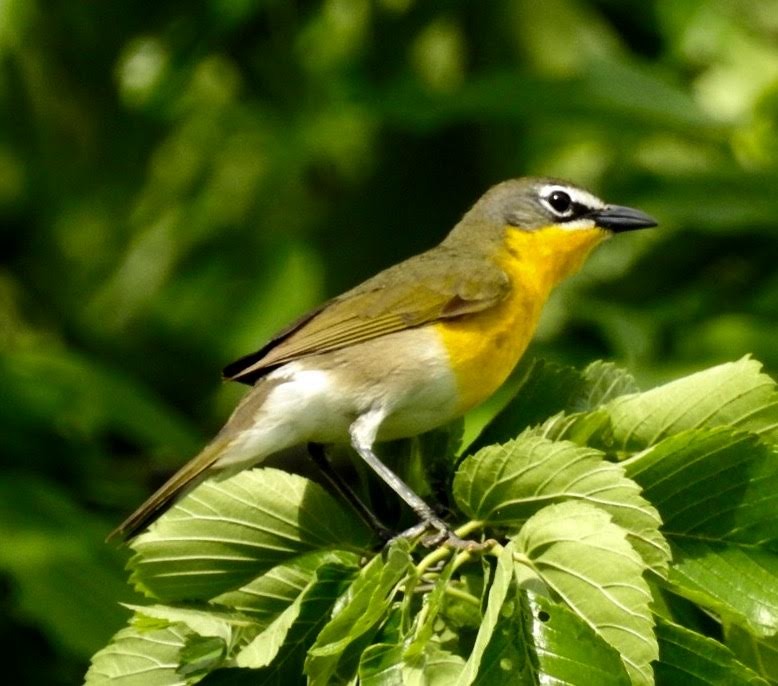Yellow-breasted Chat - ML56256231