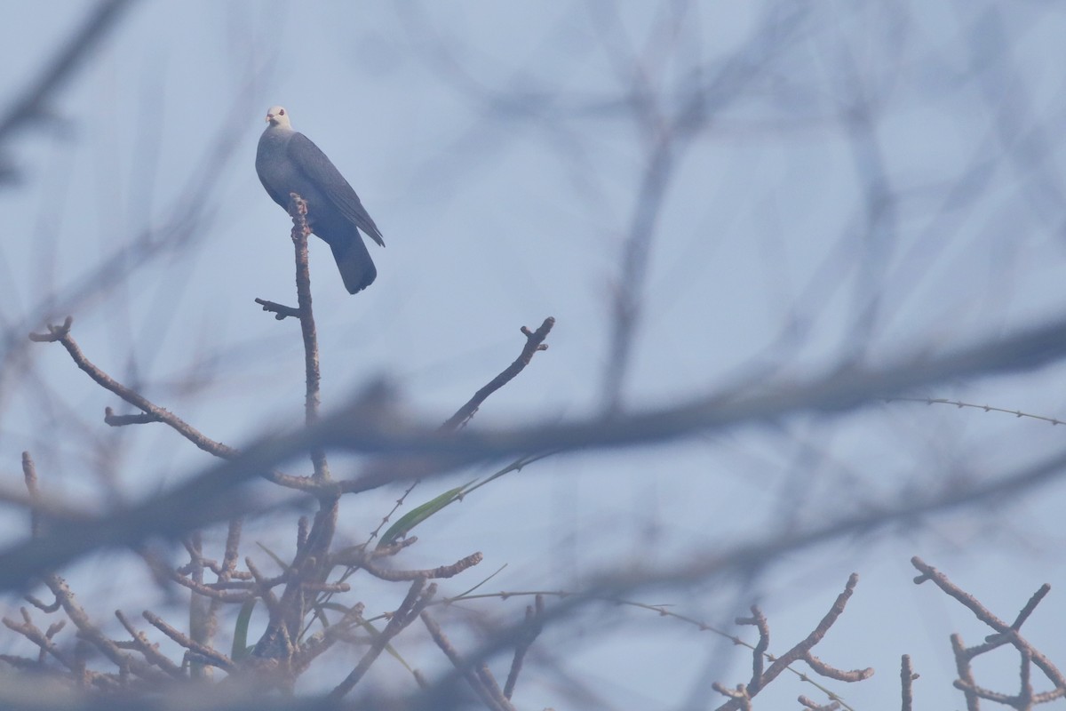 Andaman Wood-Pigeon - ML562564391