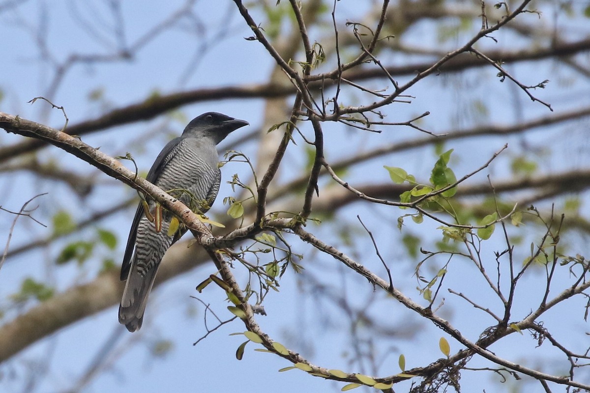 Andaman Cuckooshrike - Joshua Bergmark | Ornis Birding Expeditions