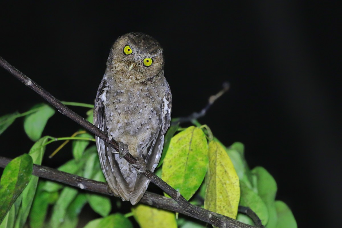 Andaman Scops-Owl - Joshua Bergmark | Ornis Birding Expeditions