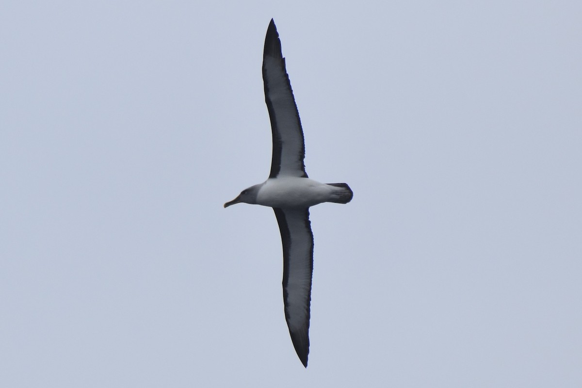 Buller's Albatross - Drew Davison