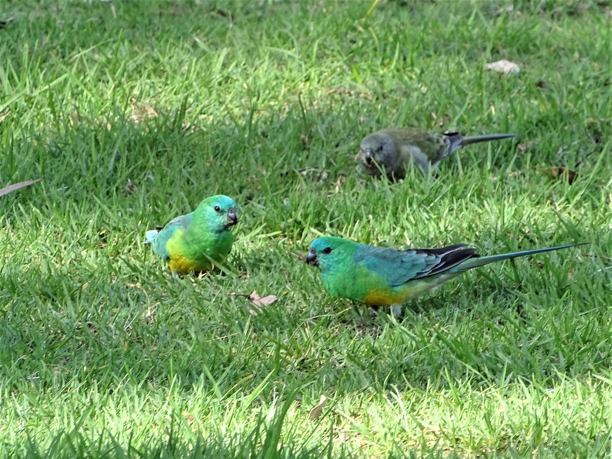 Red-rumped Parrot - ML562564781