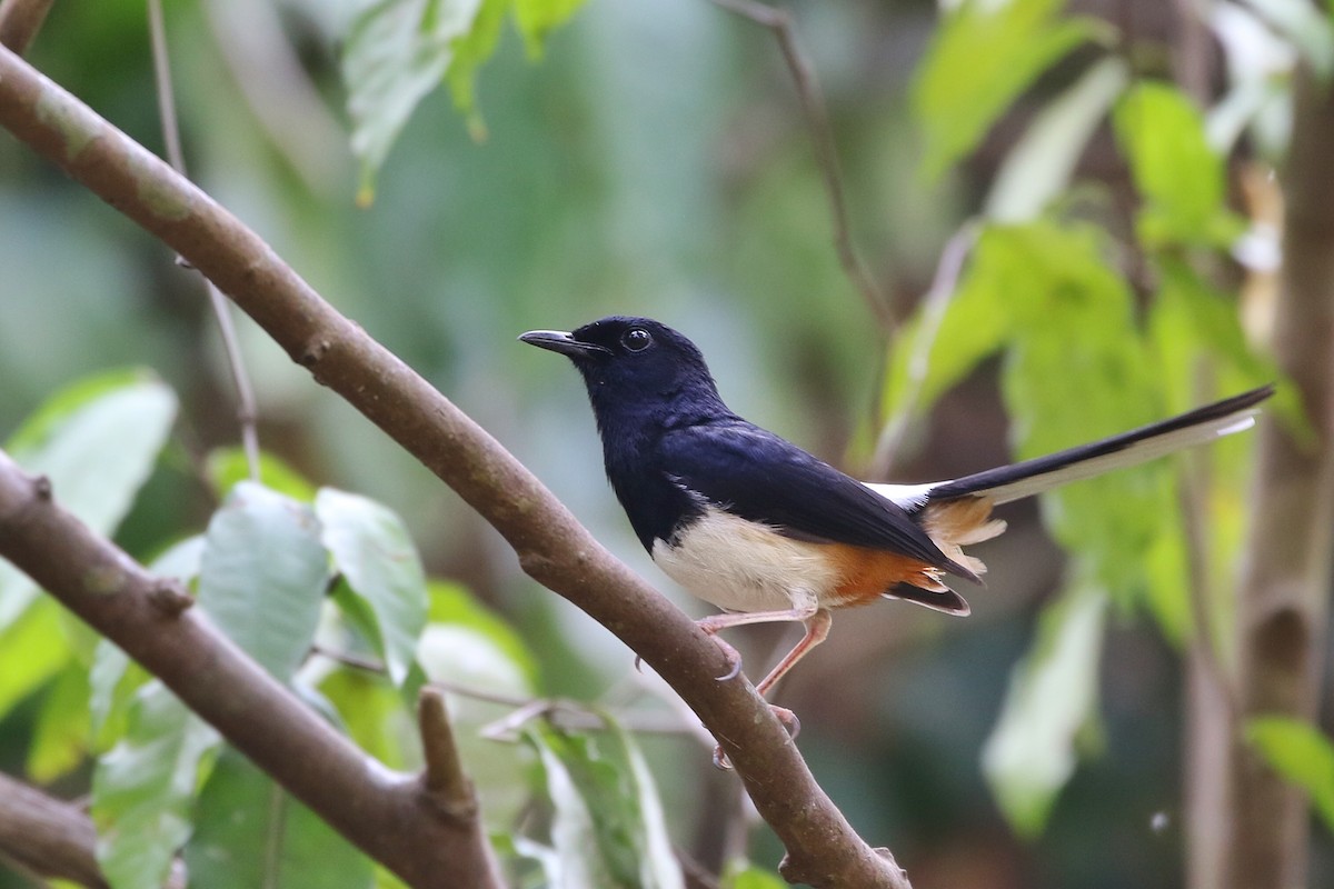 Andaman Shama - Joshua Bergmark | Ornis Birding Expeditions