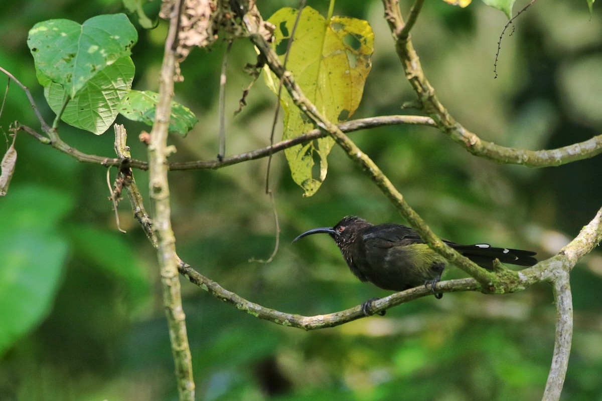Sao Tome Sunbird - Joshua Bergmark | Ornis Birding Expeditions