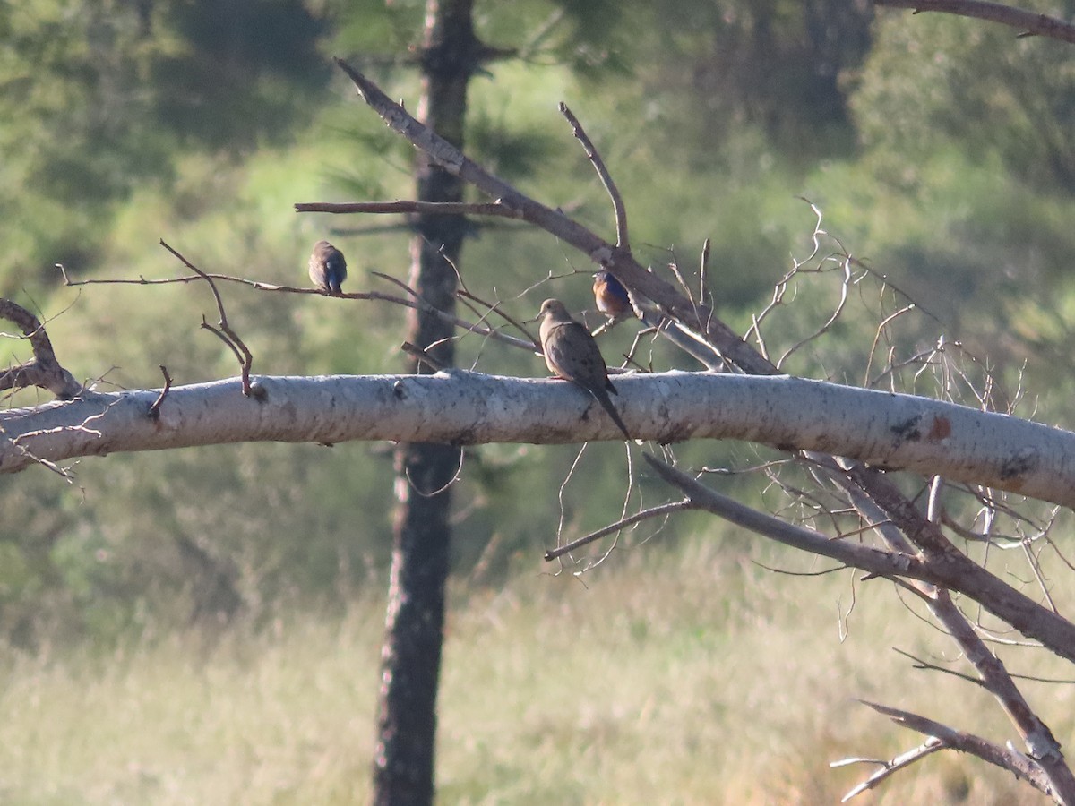 Ebird Checklist Apr Angeles Nf Bear Divide Species