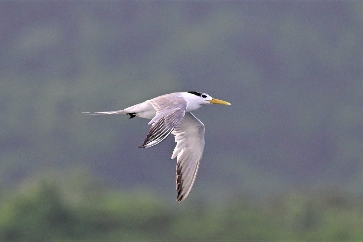 Great Crested Tern - ML562567131
