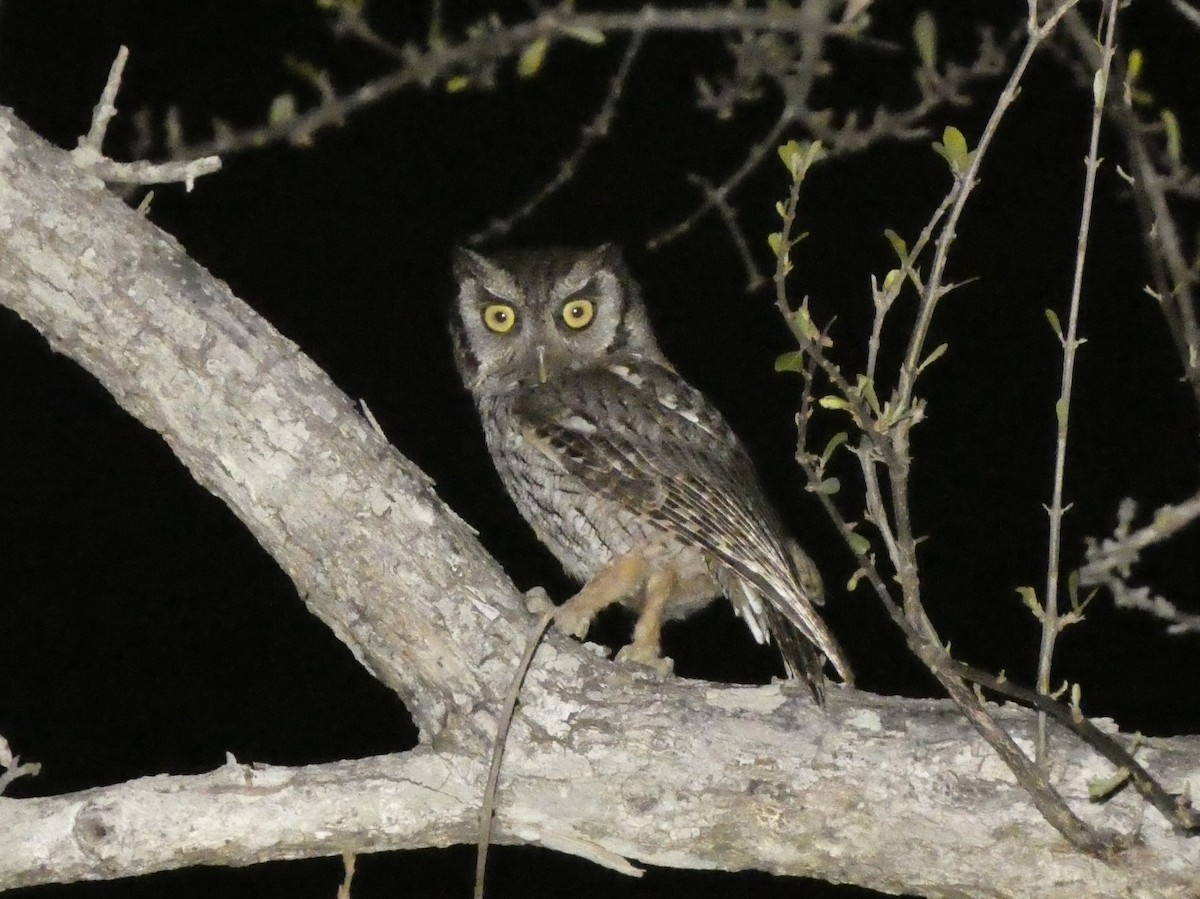 Tropical Screech-Owl - Ben Costamagna