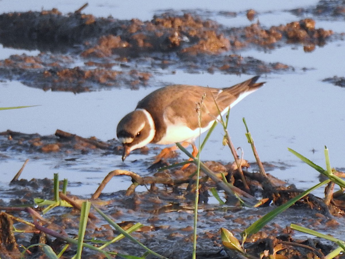 Common Ringed Plover - ML562567911