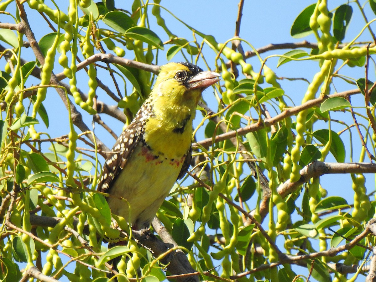 Yellow-breasted Barbet - ML562568331