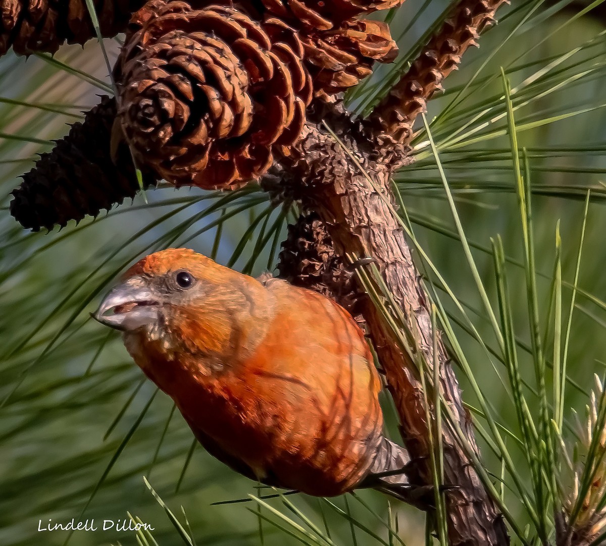 ebird-checklist-24-apr-2023-lake-thunderbird-state-park-norman-us