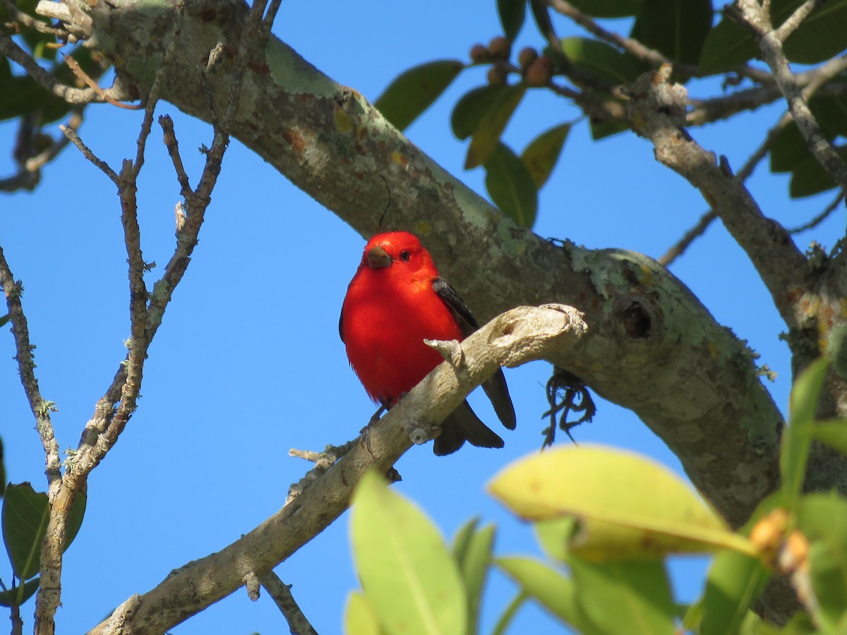 Scarlet Tanager - ML562570081